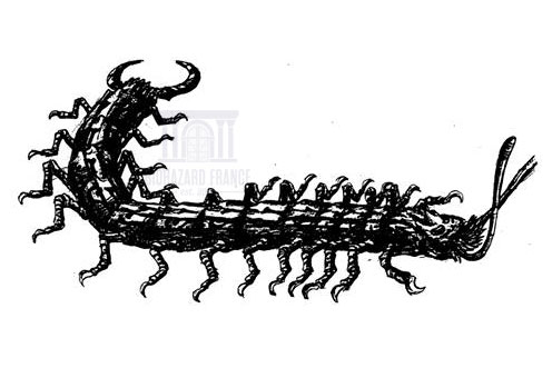 Mille-pattes
