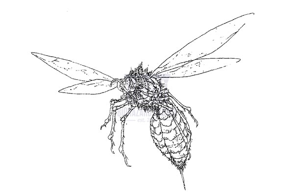 Illustration